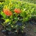 龙船花盆栽多年生植物木本花卉室内阳台庭院盆栽观花植物