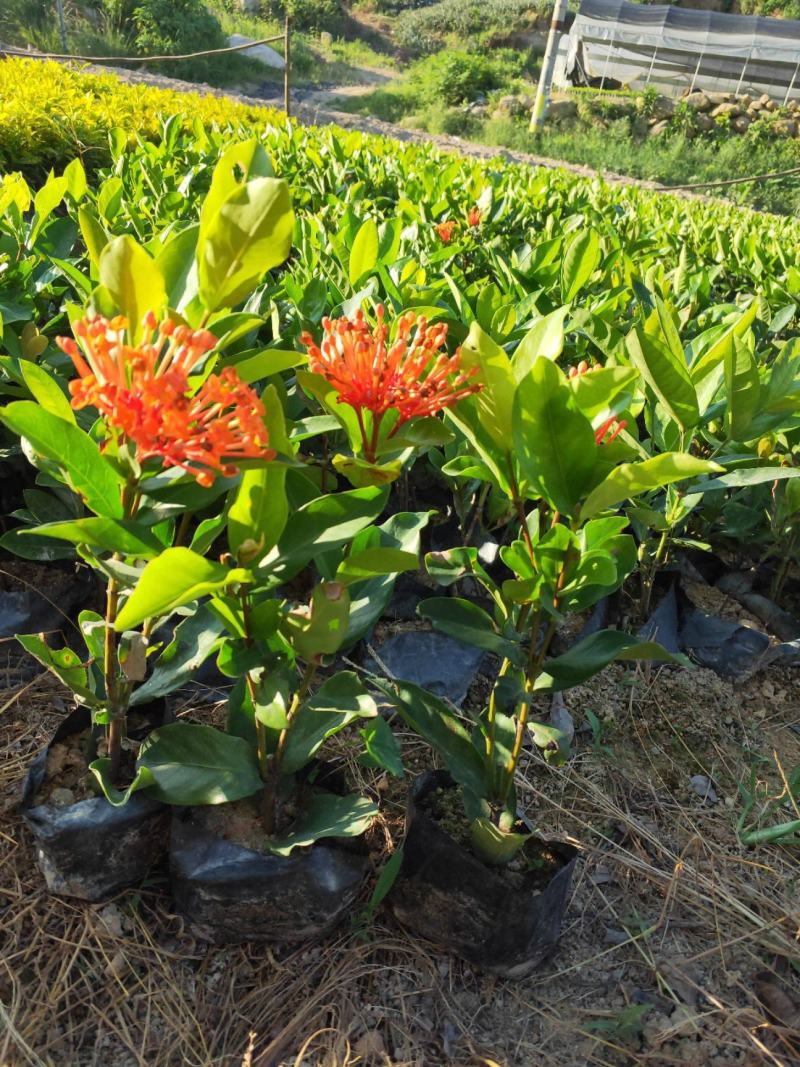 龙船花盆栽多年生植物木本花卉室内阳台庭院盆栽观花植物