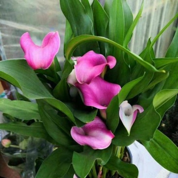 四季开花彩色马蹄莲盆栽带花植物室内花苗多年生花卉