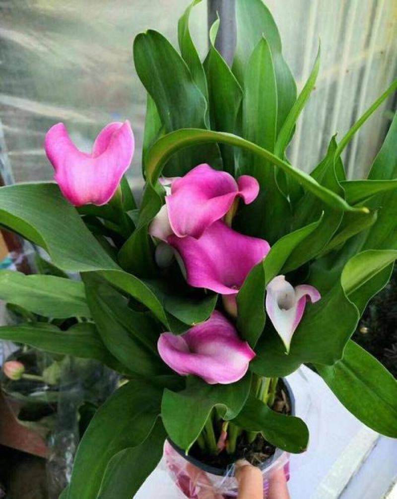 四季开花彩色马蹄莲盆栽带花植物室内花苗多年生花卉