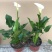 四季开花彩色马蹄莲盆栽带花植物室内花苗多年生花卉