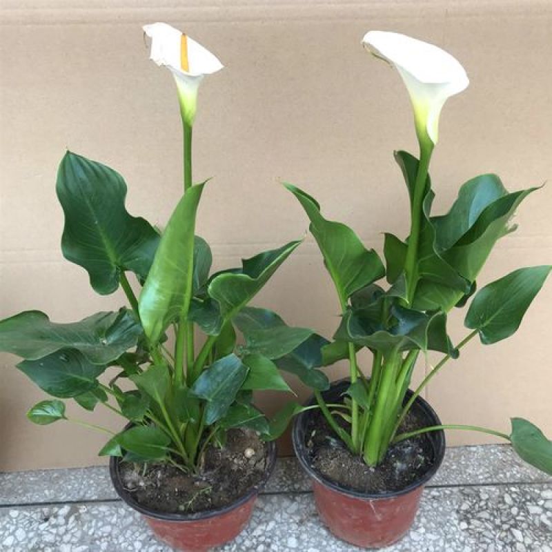 四季开花彩色马蹄莲盆栽带花植物室内花苗多年生花卉