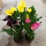 四季开花彩色马蹄莲盆栽带花植物室内花苗多年生花卉