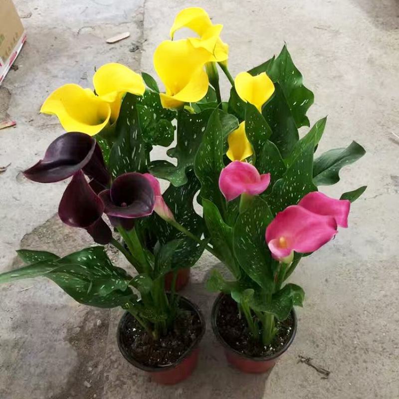 四季开花彩色马蹄莲盆栽带花植物室内花苗多年生花卉