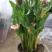 四季开花彩色马蹄莲盆栽带花植物室内花苗多年生花卉