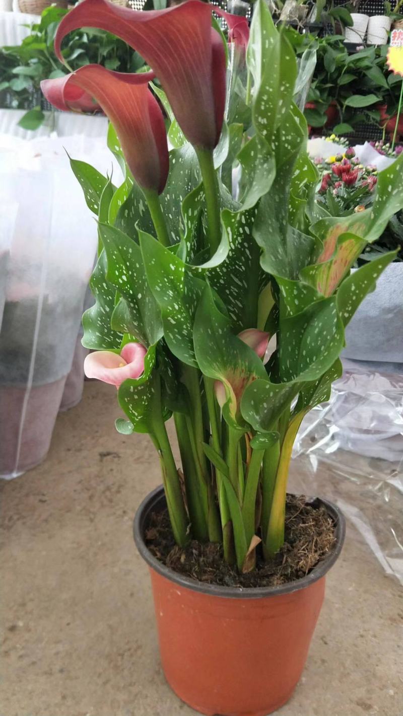 四季开花彩色马蹄莲盆栽带花植物室内花苗多年生花卉