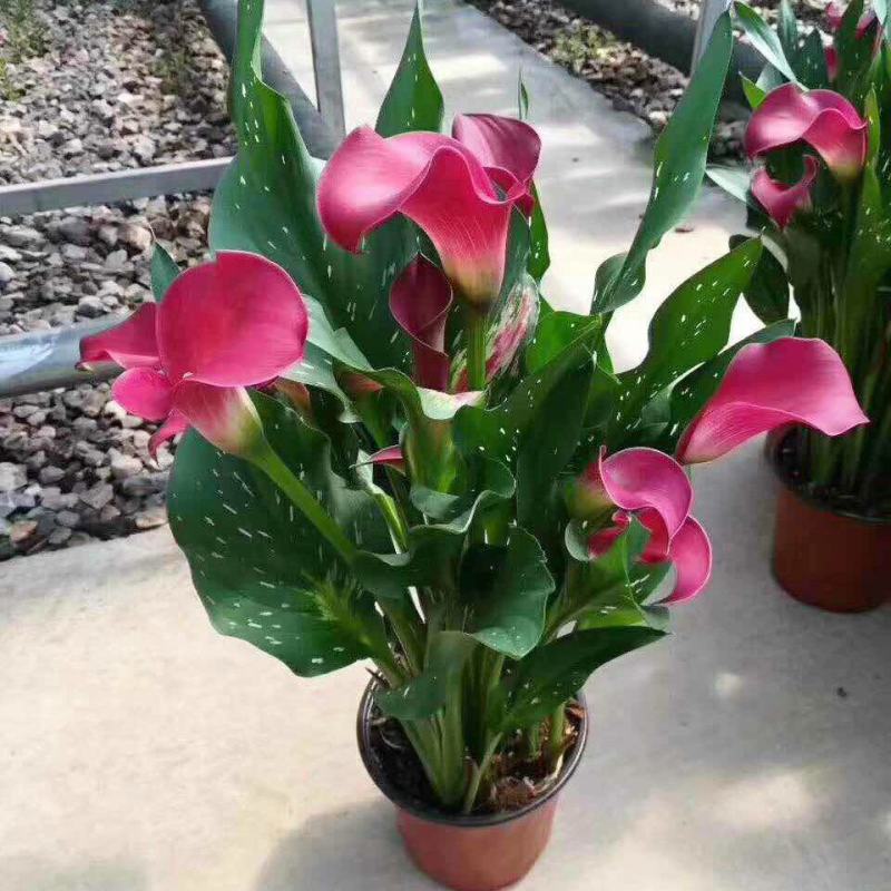 四季开花彩色马蹄莲盆栽带花植物室内花苗多年生花卉