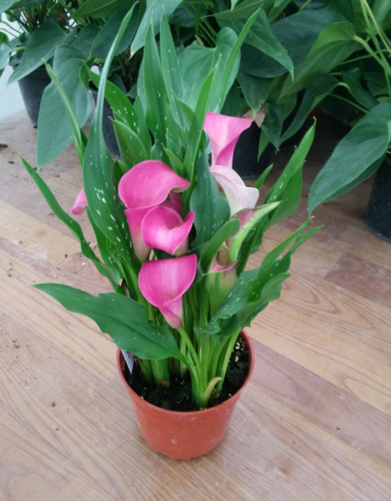 四季开花彩色马蹄莲盆栽带花植物室内花苗多年生花卉