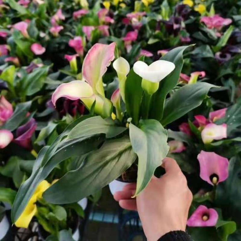 四季开花彩色马蹄莲盆栽带花植物室内花苗多年生花卉