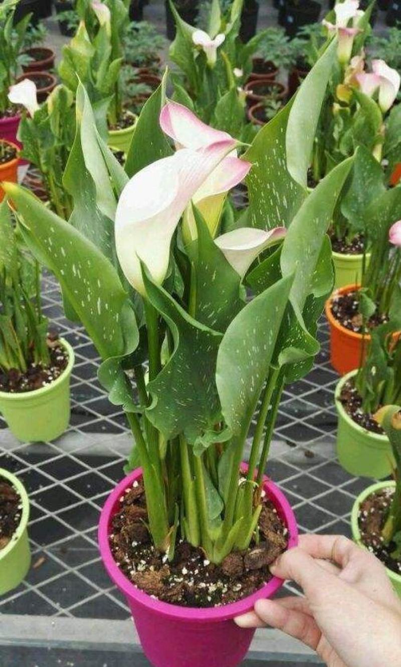 四季开花彩色马蹄莲盆栽带花植物室内花苗多年生花卉
