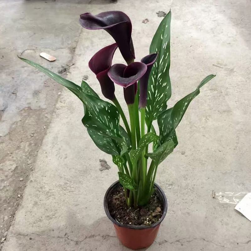 四季开花彩色马蹄莲盆栽带花植物室内花苗多年生花卉