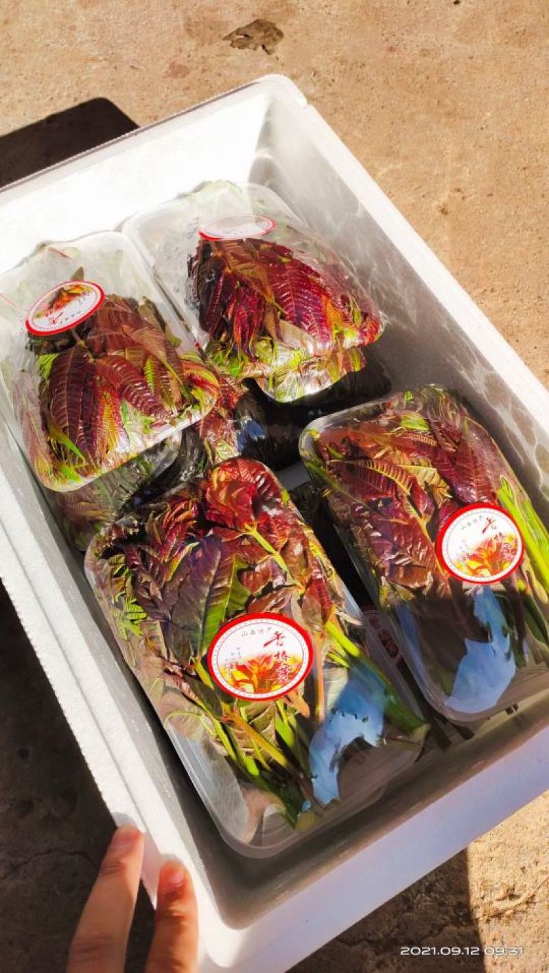 和众椿业，基地红香椿。精品包装全国直销保障售后