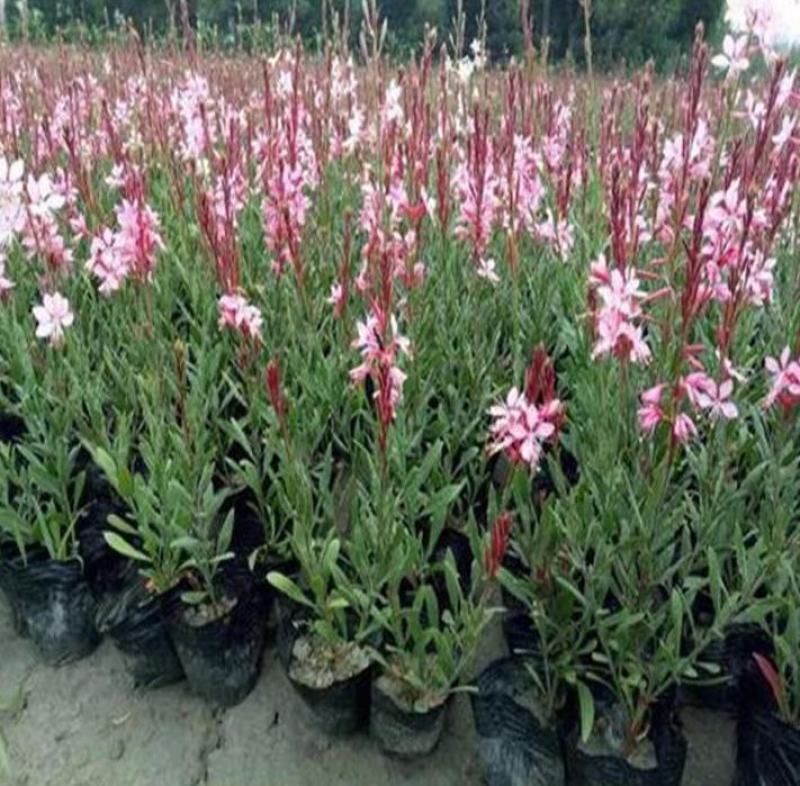 千鸟花盆栽小清新紫叶山桃草好养花卉花期长夏季阳台庭院观花