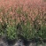 千鸟花盆栽小清新紫叶山桃草好养花卉花期长夏季阳台庭院观花