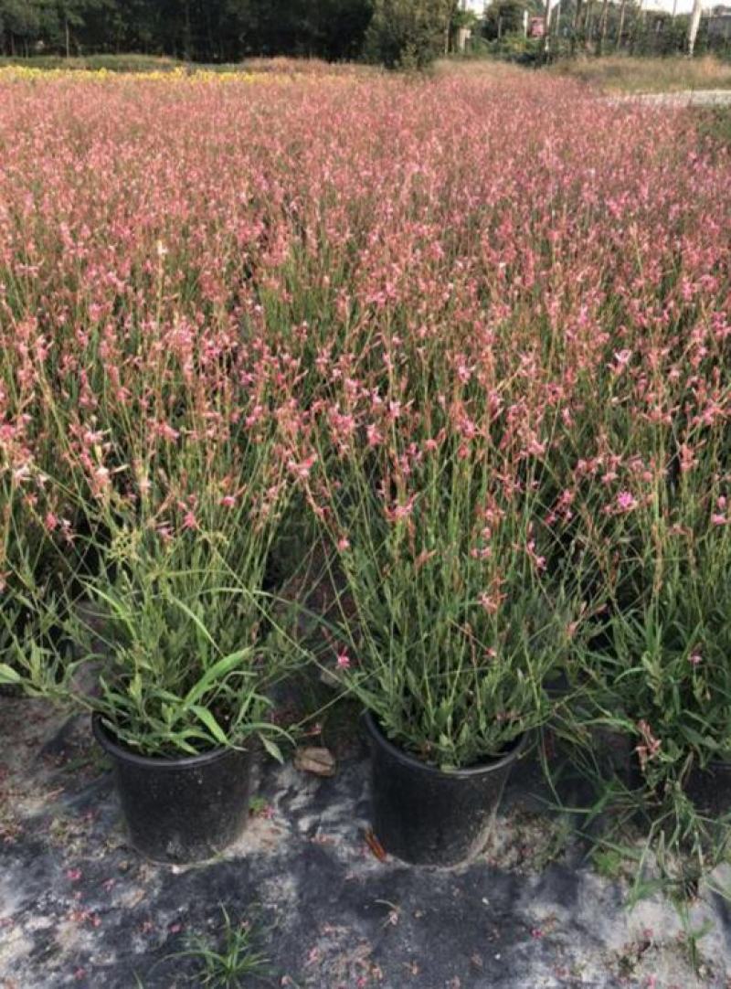 千鸟花盆栽小清新紫叶山桃草好养花卉花期长夏季阳台庭院观花