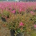千鸟花盆栽小清新紫叶山桃草好养花卉花期长夏季阳台庭院观花