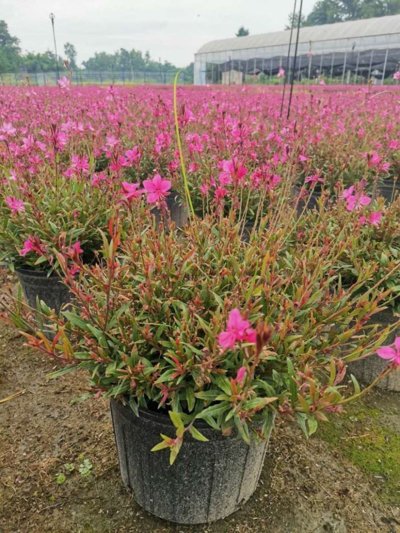 千鸟花盆栽小清新紫叶山桃草好养花卉花期长夏季阳台庭院观花