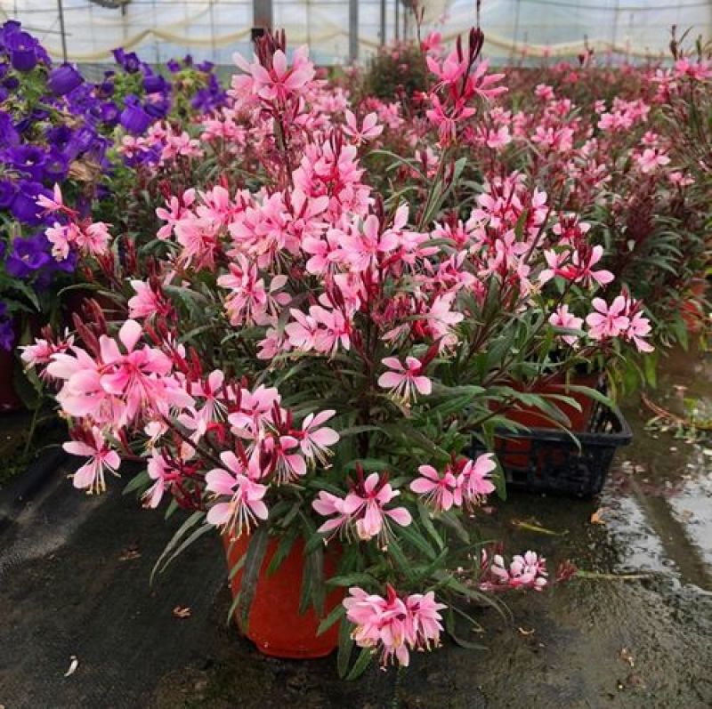 千鸟花盆栽小清新紫叶山桃草好养花卉花期长夏季阳台庭院观花