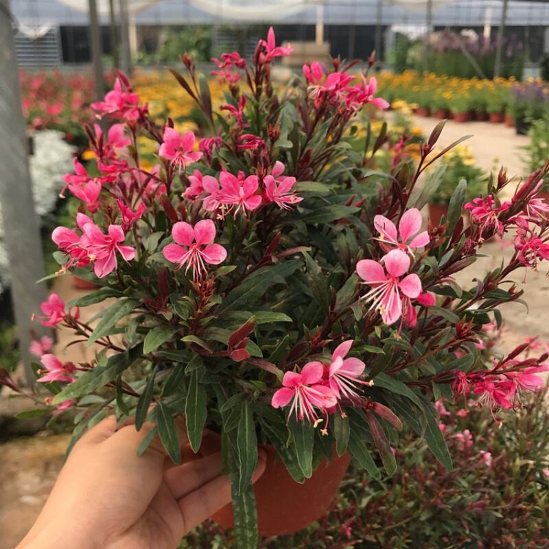 千鸟花盆栽小清新紫叶山桃草好养花卉花期长夏季阳台庭院观花