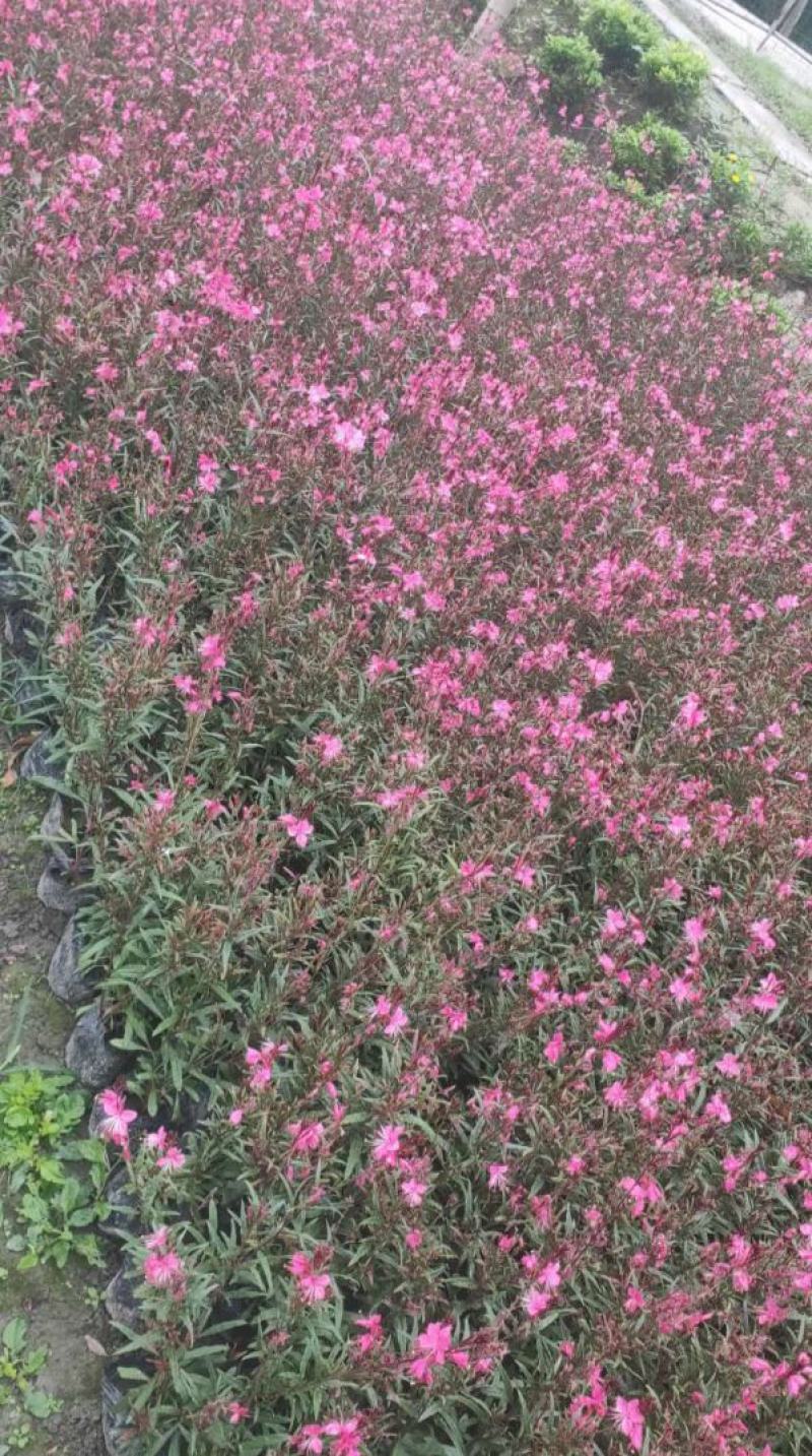 千鸟花盆栽小清新紫叶山桃草好养花卉花期长夏季阳台庭院观花
