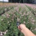 千鸟花盆栽小清新紫叶山桃草好养花卉花期长夏季阳台庭院观花