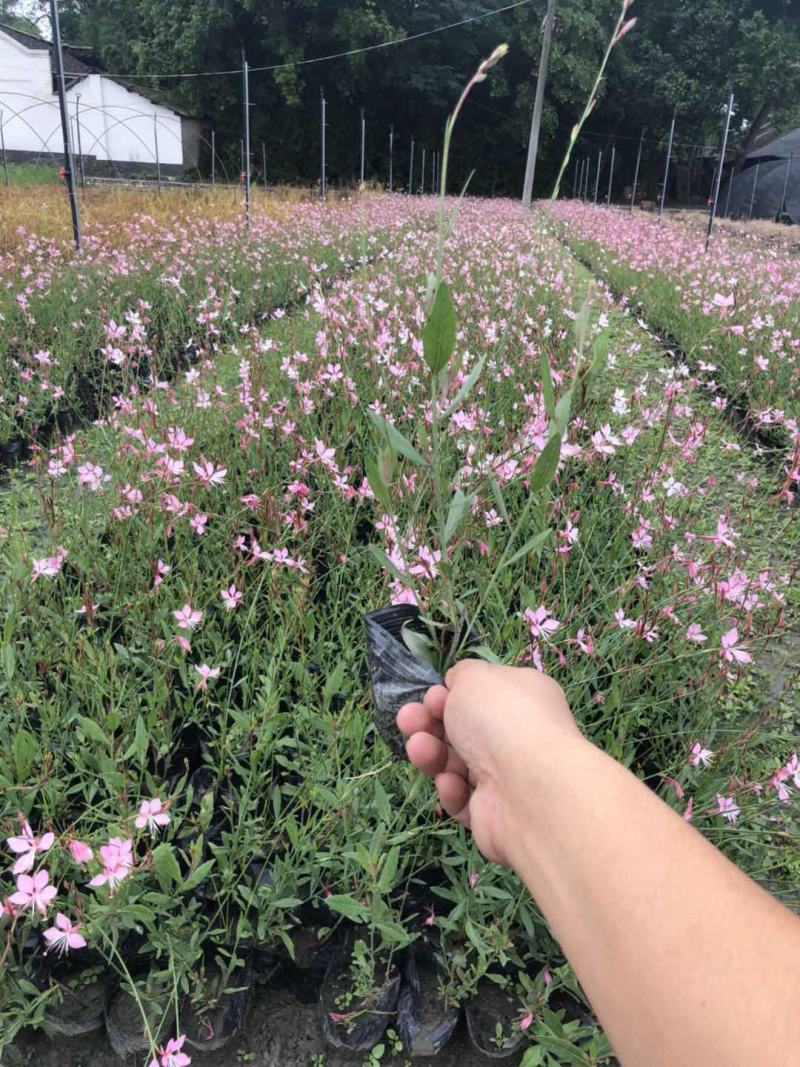 千鸟花盆栽小清新紫叶山桃草好养花卉花期长夏季阳台庭院观花