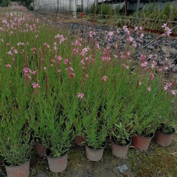千鸟花盆栽小清新紫叶山桃草好养花卉花期长夏季阳台庭院观花