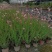 千鸟花盆栽小清新紫叶山桃草好养花卉花期长夏季阳台庭院观花
