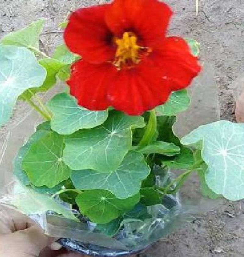 旱金莲盆栽花苗旱带花发货攀爬垂吊室内阳台庭院花