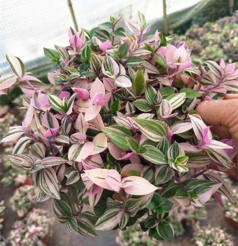 婚礼油画盆栽吊兰荷进口室内植物玫红色观叶紫露草吸甲醛