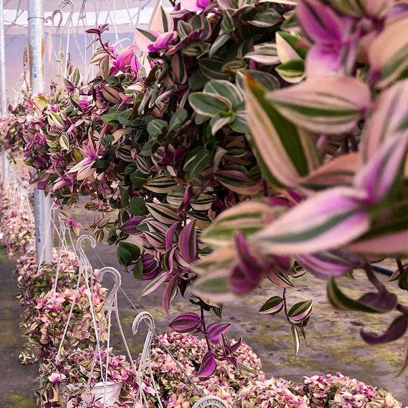婚礼油画盆栽吊兰荷进口室内植物玫红色观叶紫露草吸甲醛