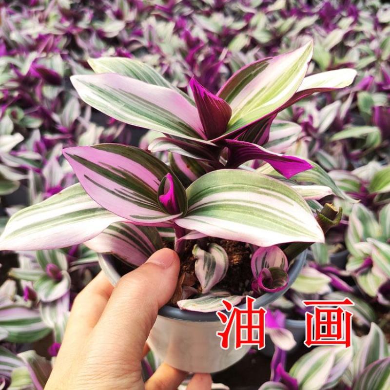 婚礼油画盆栽吊兰荷进口室内植物玫红色观叶紫露草吸甲醛