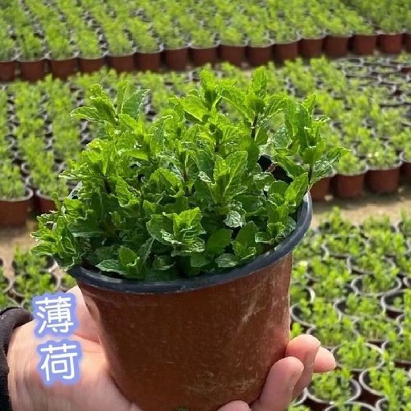 薄荷盆栽可食用薄荷叶客厅阳台绿植室内花卉薄荷苗植物好养