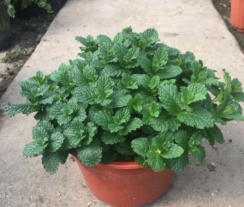 薄荷盆栽可食用薄荷叶客厅阳台绿植室内花卉薄荷苗植物好养