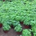 薄荷盆栽可食用薄荷叶客厅阳台绿植室内花卉薄荷苗植物好养