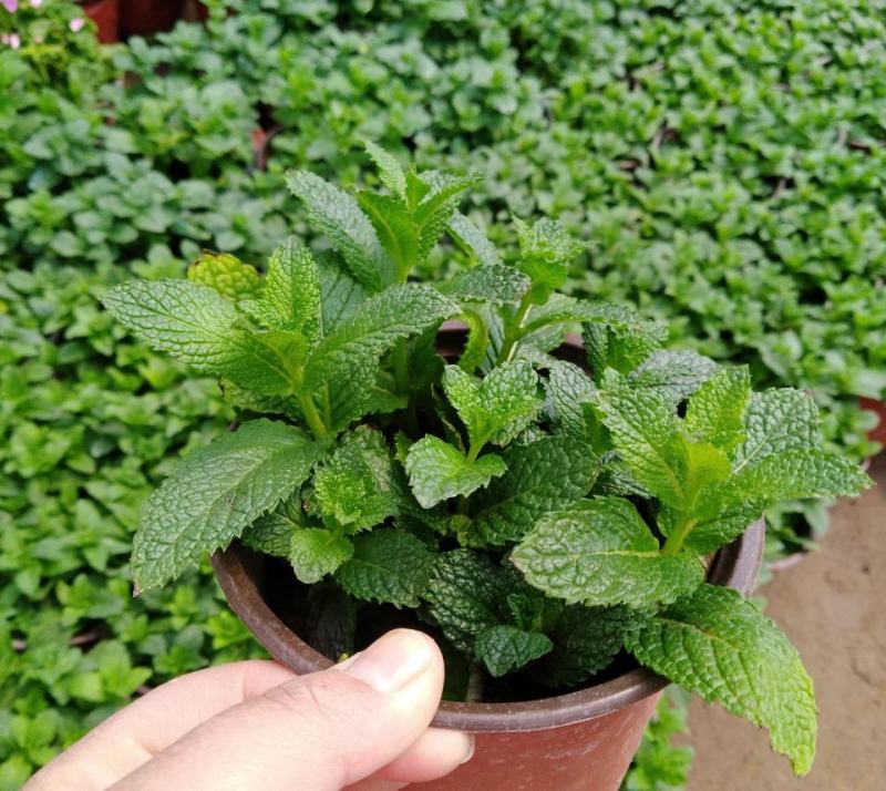 薄荷盆栽可食用薄荷叶客厅阳台绿植室内花卉薄荷苗植物好养