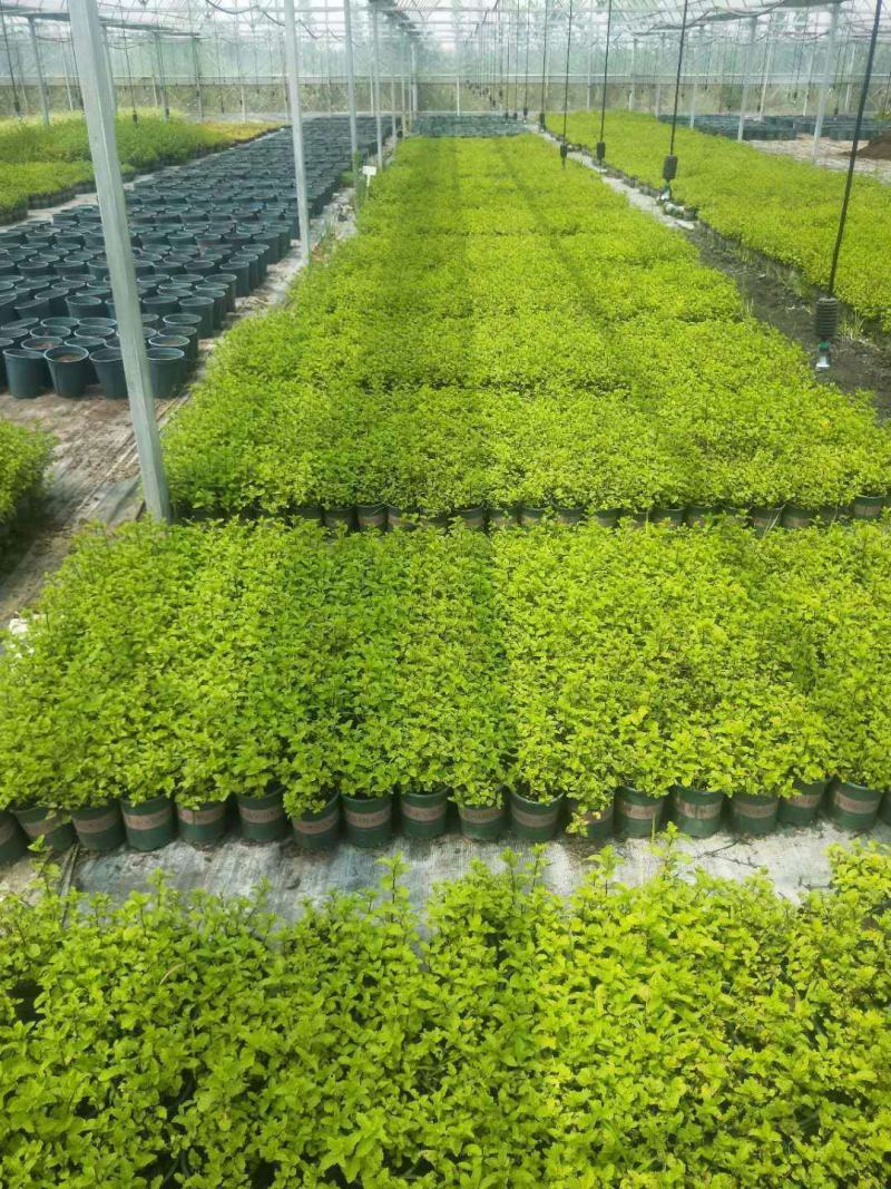 薄荷盆栽可食用薄荷叶客厅阳台绿植室内花卉薄荷苗植物好养
