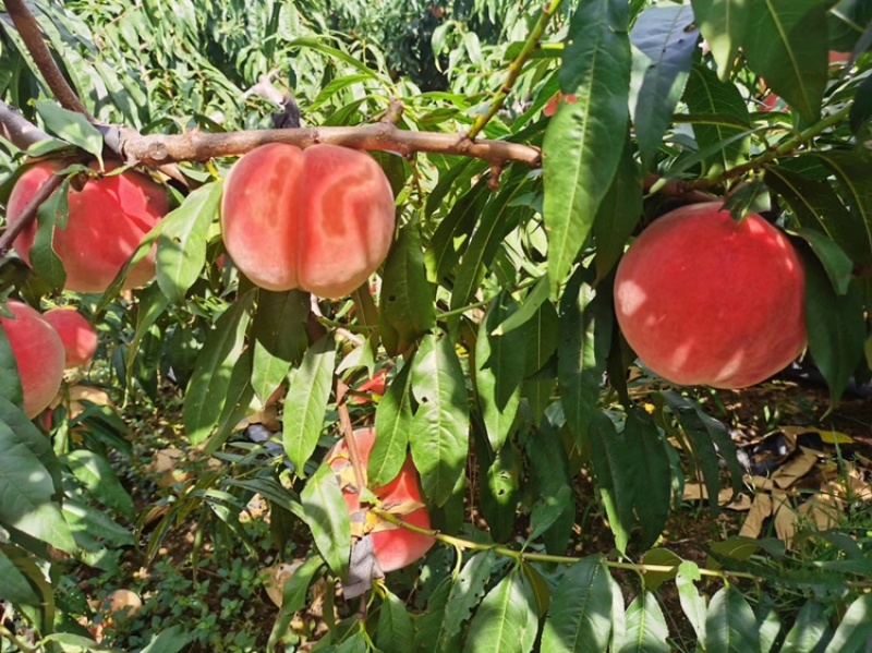 大山里的金秋红蜜