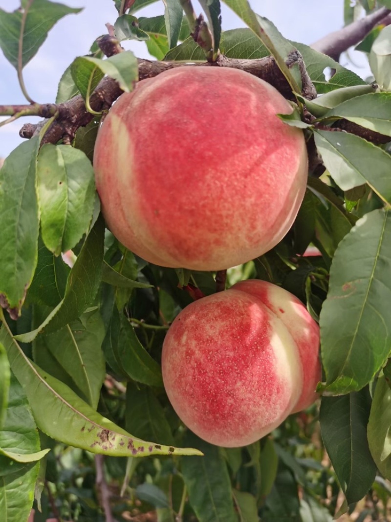 大山里的金秋红蜜