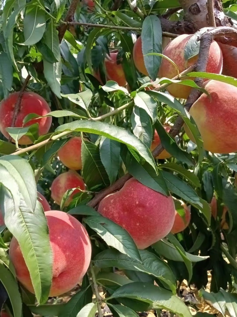 大山里的金秋红蜜