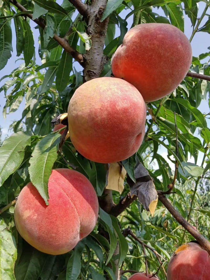 大山里的金秋红蜜