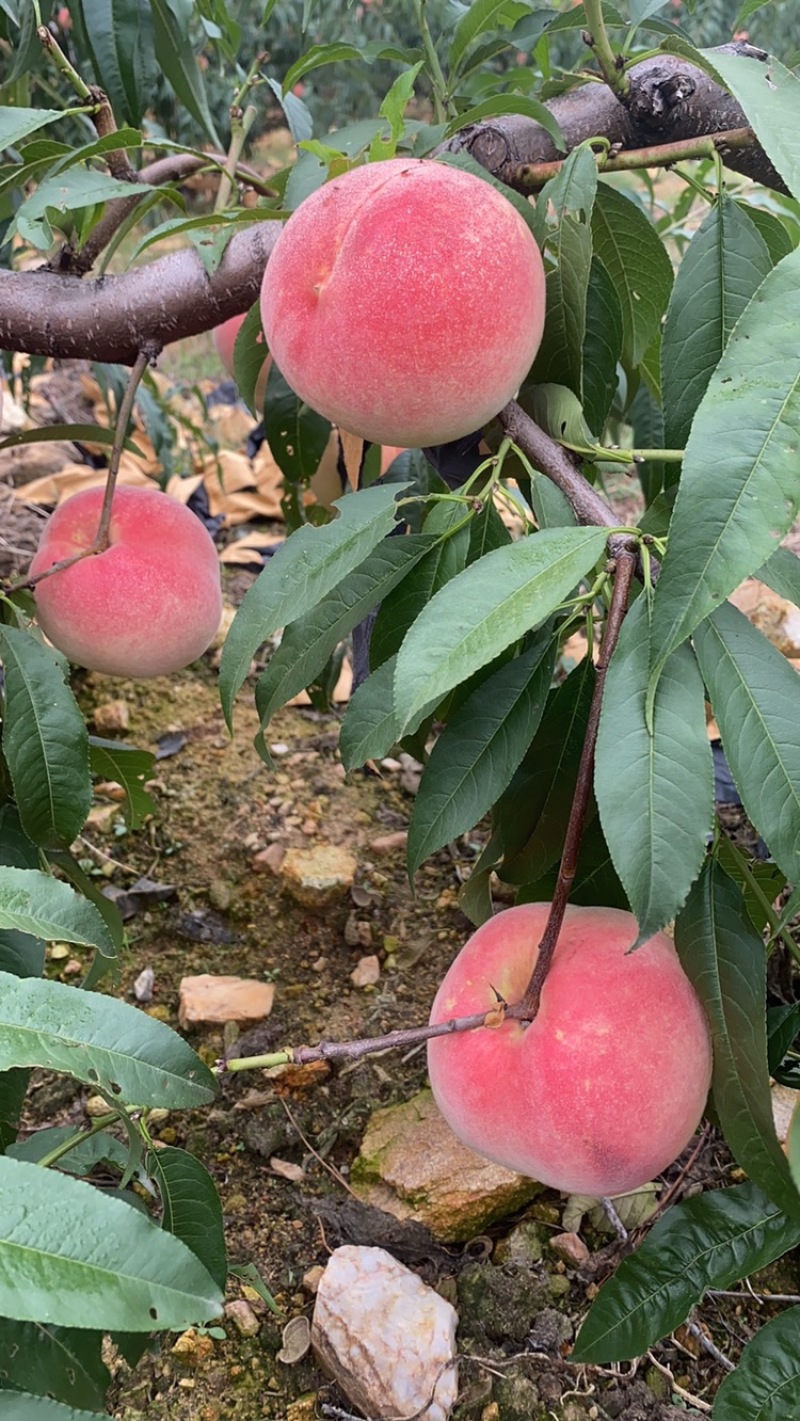大山里的金秋红蜜