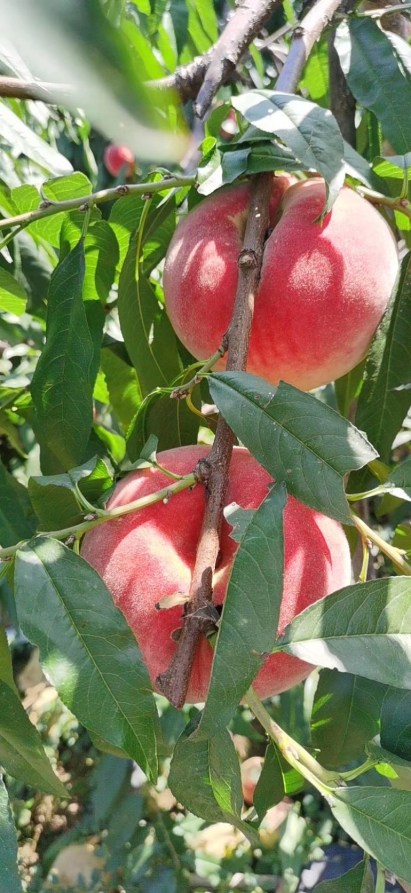 大山里的金秋红蜜