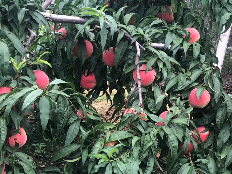 大山里的金秋红蜜