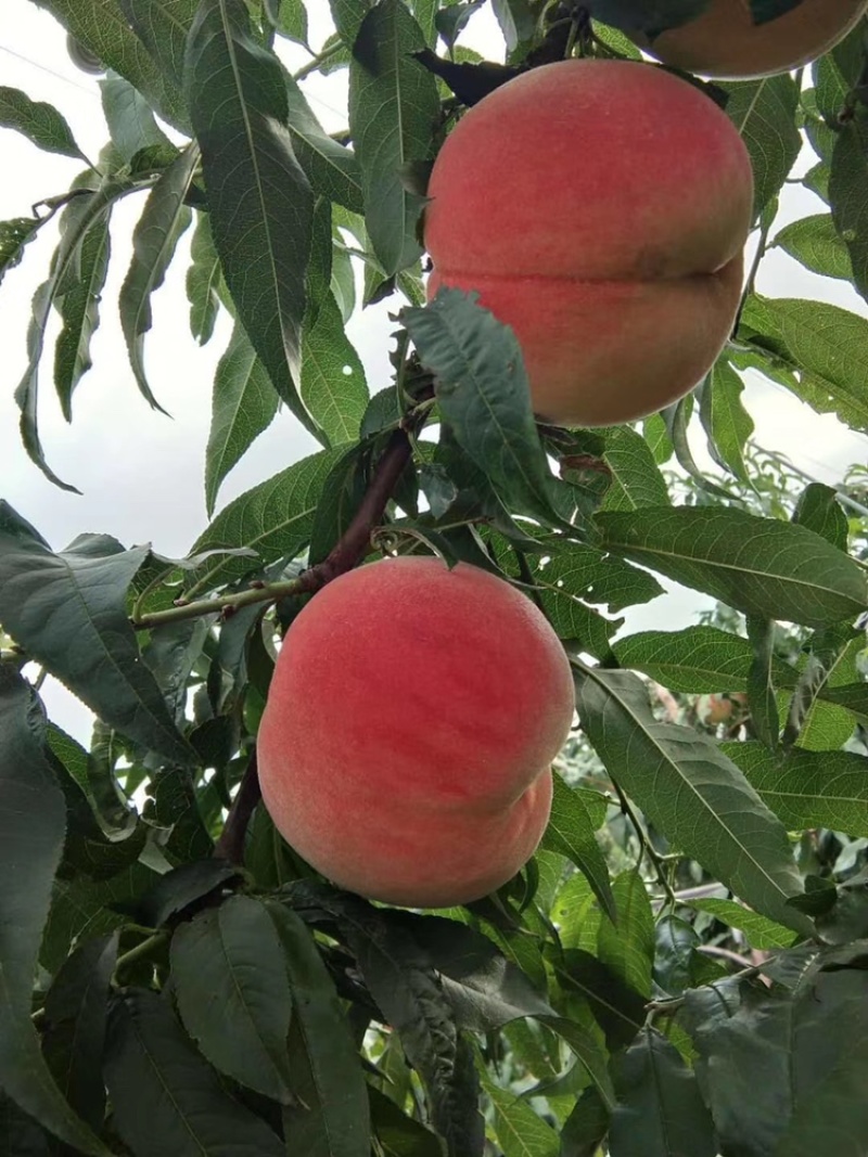 大山里的金秋红蜜