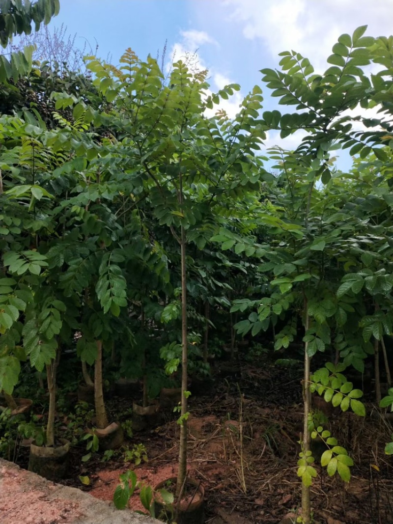 1-2-3-4-5公分高度1-4米火焰木火焰木