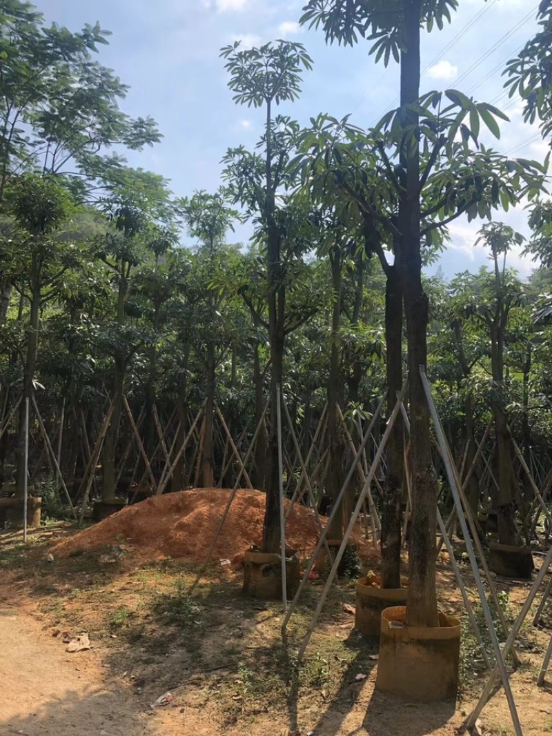 盆架子糖胶树5-30公分袋苗市政工程乔木