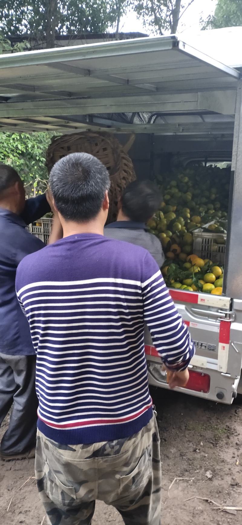 本地蜜橘，口感好果面干净…化渣入口即化。