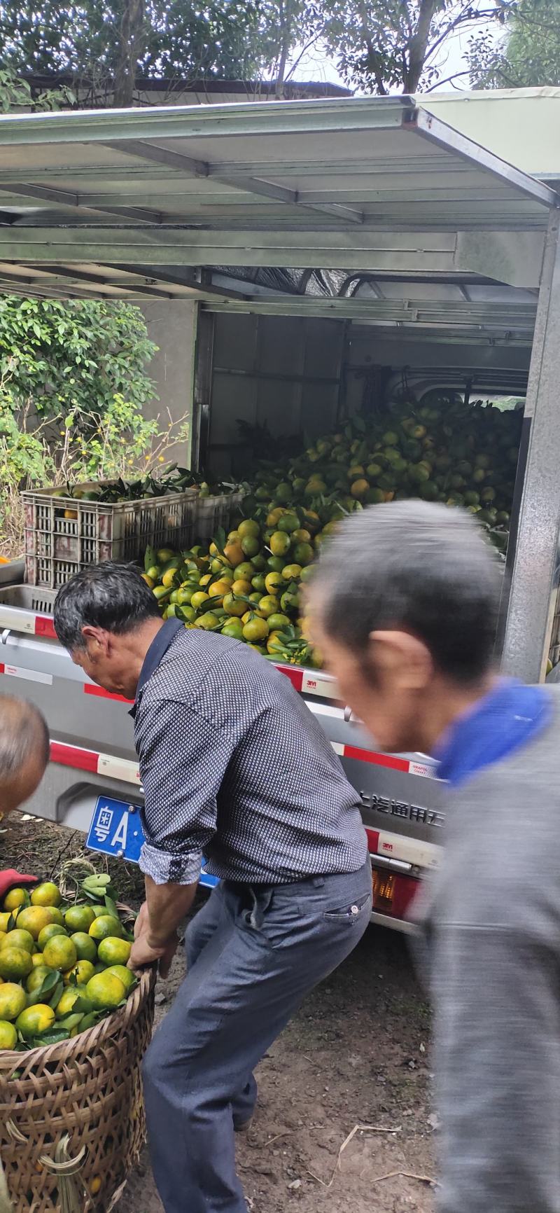 本地蜜橘，口感好果面干净…化渣入口即化。