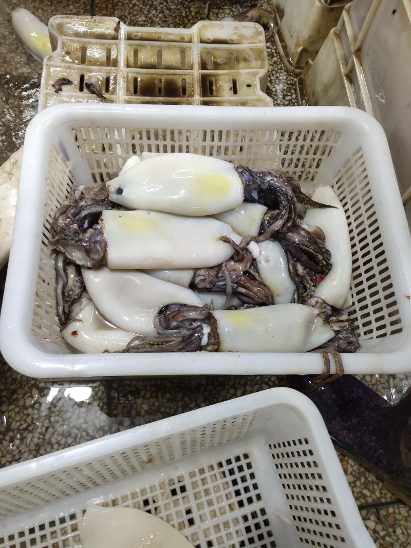 鱿鱼系列生产加工